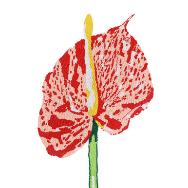 Anthurium