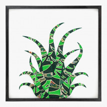 Zebra Cactus #1